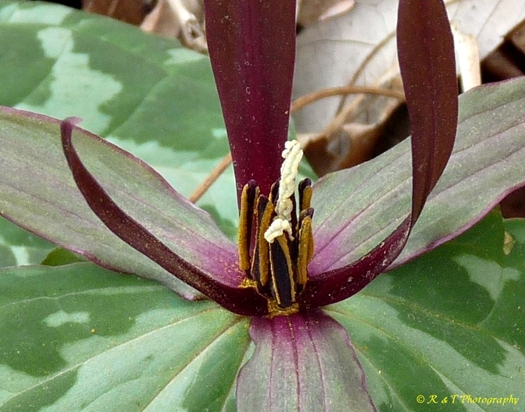 {Trillium freemanii}
